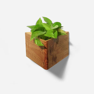 Triangle wall mounted planter, front view